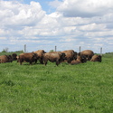 Fermă de bizoni